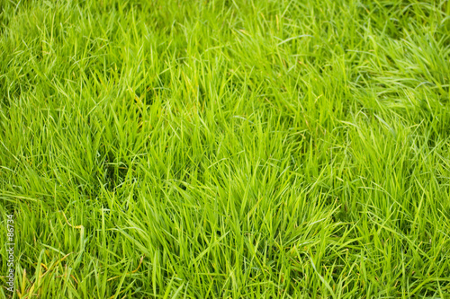 long grass