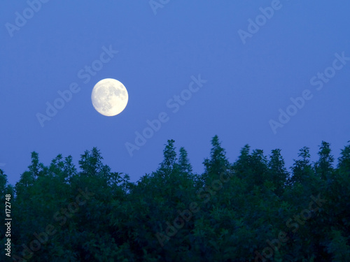 bright full moon over trees at dusk