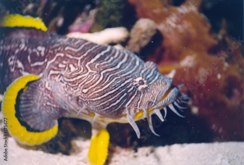 splendid toad fish