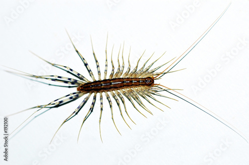 centipede insect