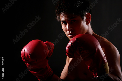 boxer series