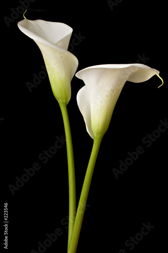 calla lilies 2