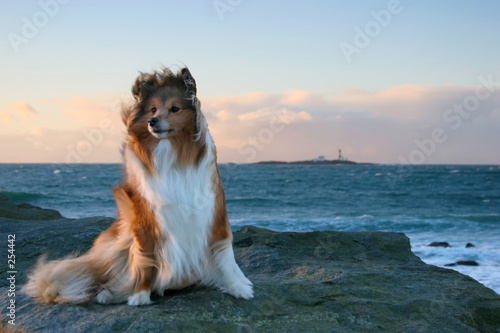 dog in the wind