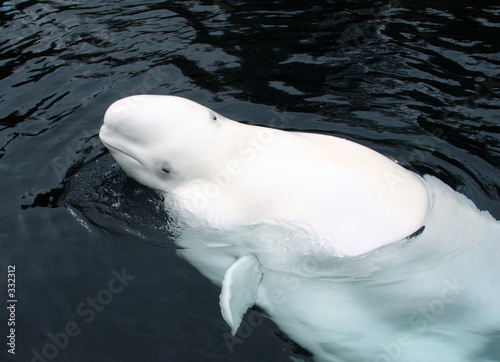 beluga whale