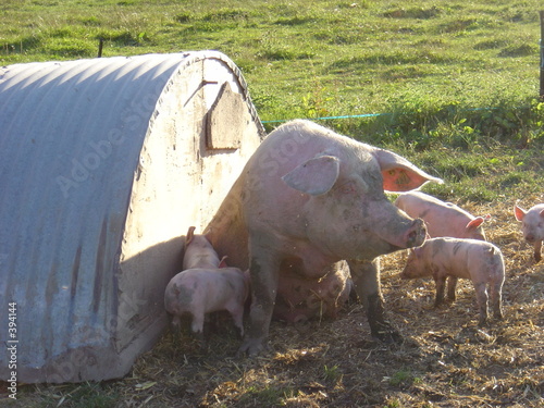 famille cochon