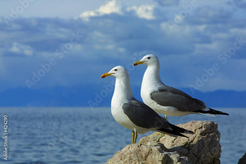 two seagulls against blue sky