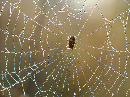 spiders net