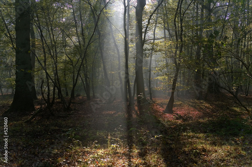 forêt saint germain