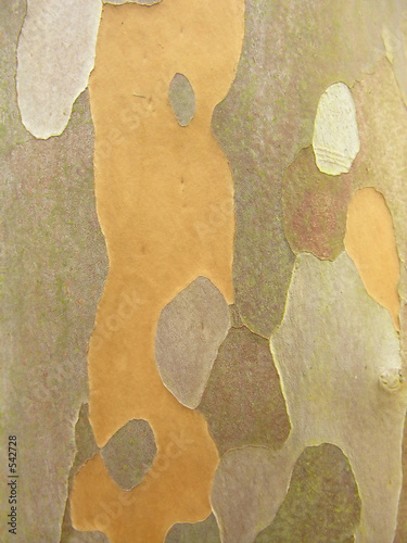 camouflage bark