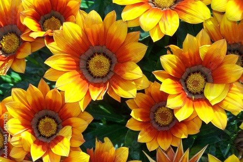 gazania hybriden