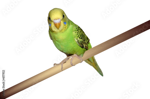 perched parakeet