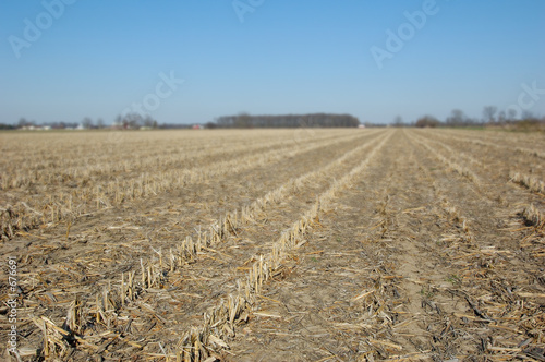 corn stubble
