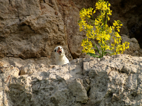 fulmar