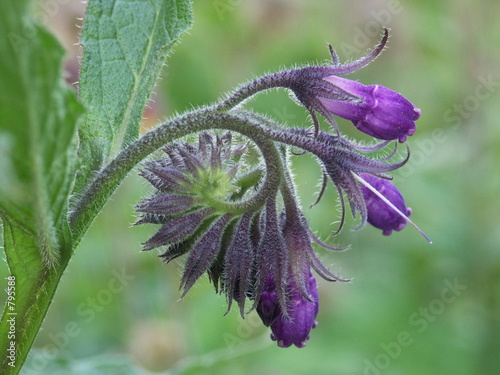 blüten des echten beinwells