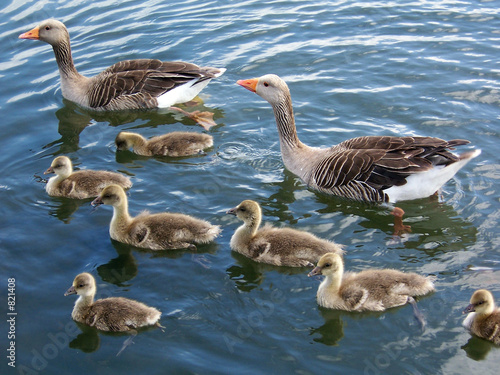 greylag goose family 2