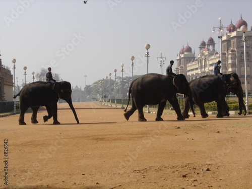 elephants du palais