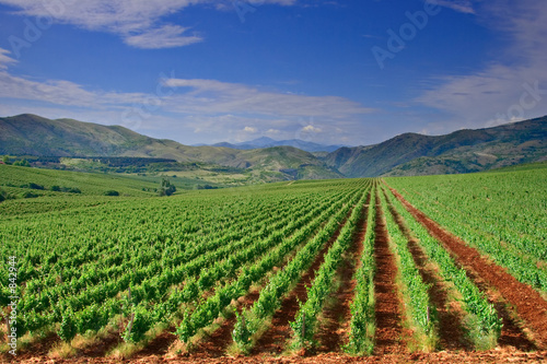 a view of a vineyard field in macedonia