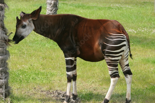 okapi