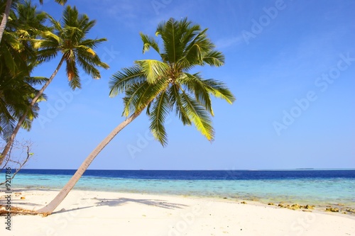 nice beach with palm trees