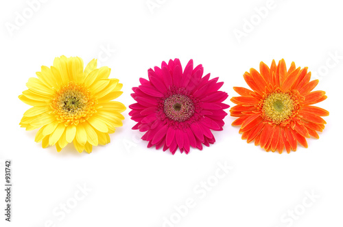 colorful gerber daisies