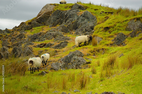 irish sheeps