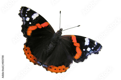 red admiral butterfly