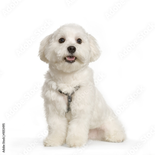 bichon maltais