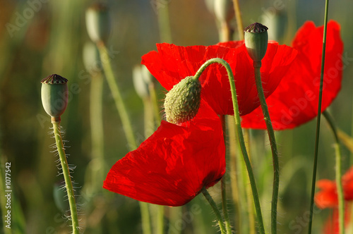 klatschmohn