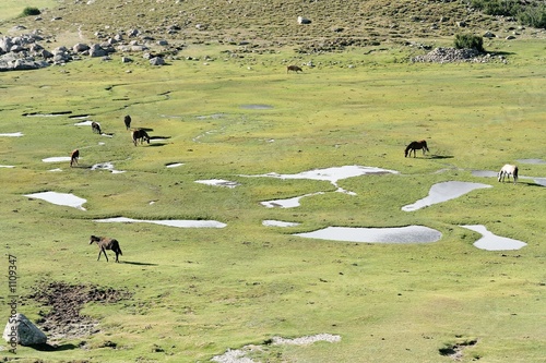 corse - lac nino - chevaux sauvages