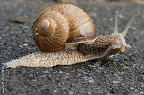 weinbergschnecke 2