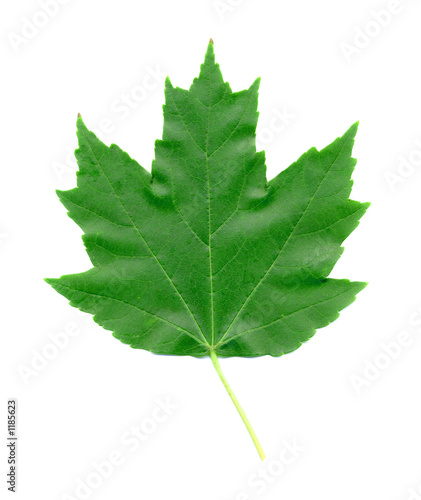 maple leaf in summer isolated on white