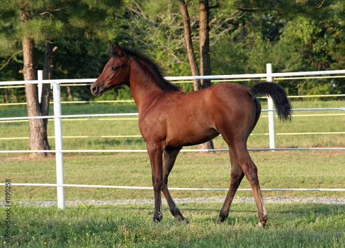 bay arabian filly