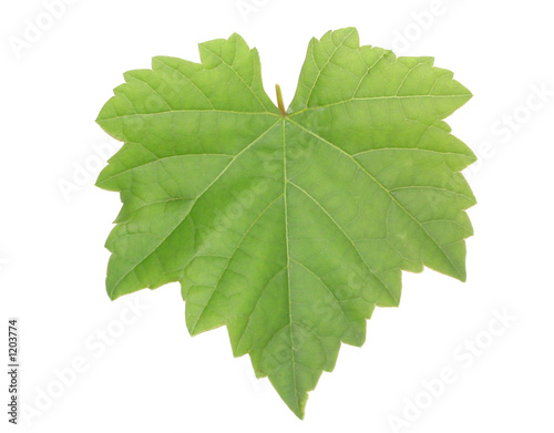 grapevine leaf