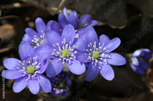 spring flowers