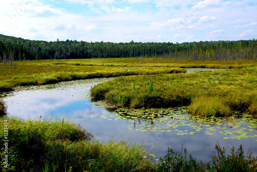 wetlands