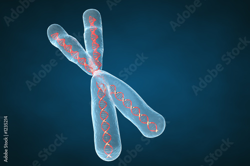 3d chromosome