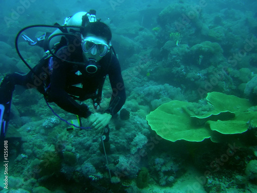 coral reef diver