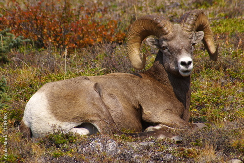 mountain sheep 4