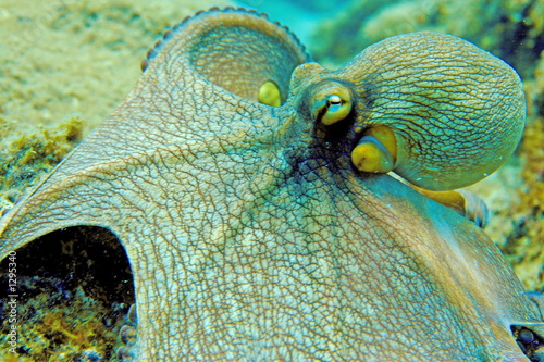 octopus