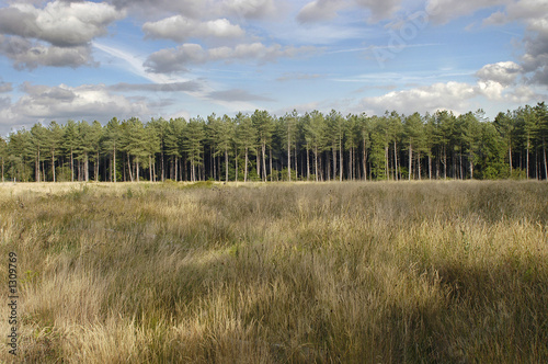 edge of timber forest