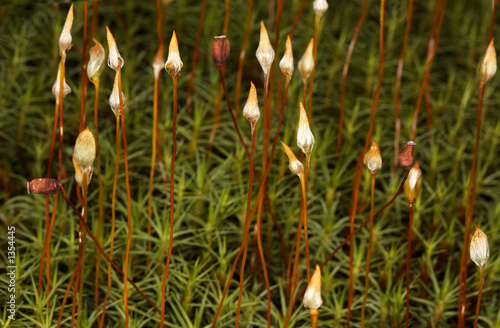 polytrichum