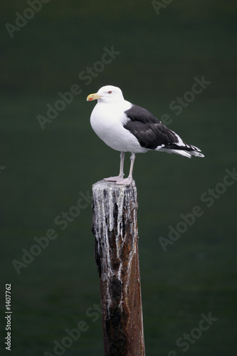 mouette goéland