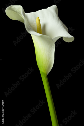 calla lily 18