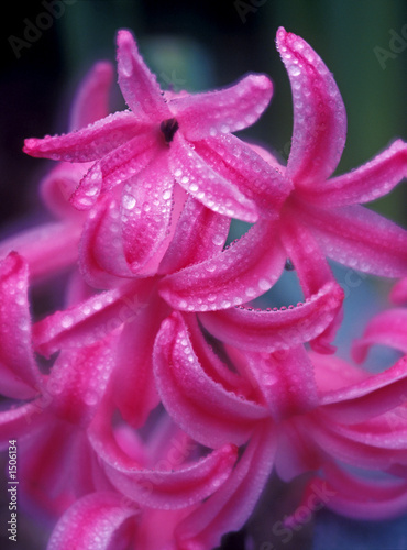 dewey hyacinth