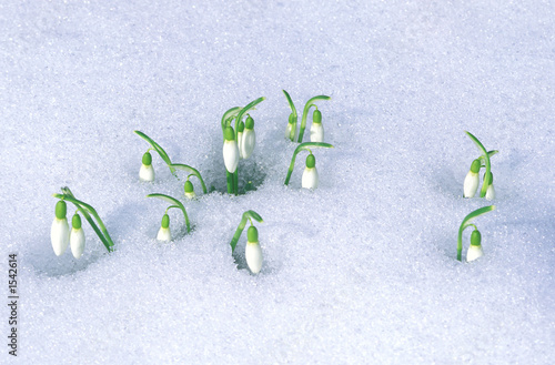 Schneeglöckchen schauen aus dem Schnee, copyspace