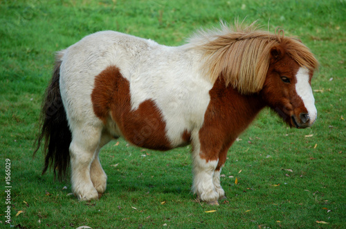 pony im profil