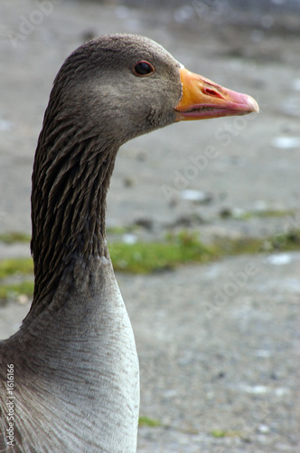 greylag goose 06