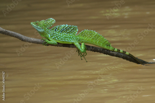 green basilisk