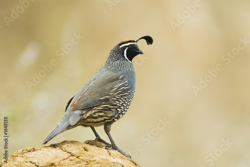 gambel's quail