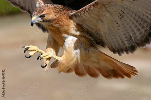 hawk attack